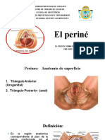 Anatomia Del Perine