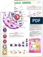 08 Biologia - Celula Animal