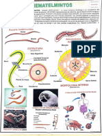 11 Zoologia - Nematelmintos