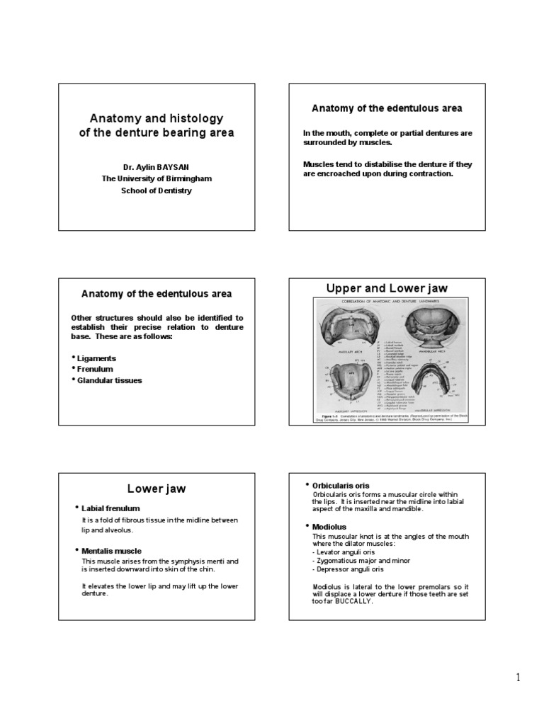 Anatomy of Mandibular Denture Areas | PDF | Tongue | Dentures