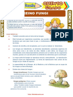 Experimentos de Fungi