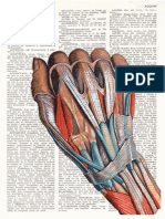 Anatomía 4to Parcial