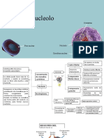 Nucleolo