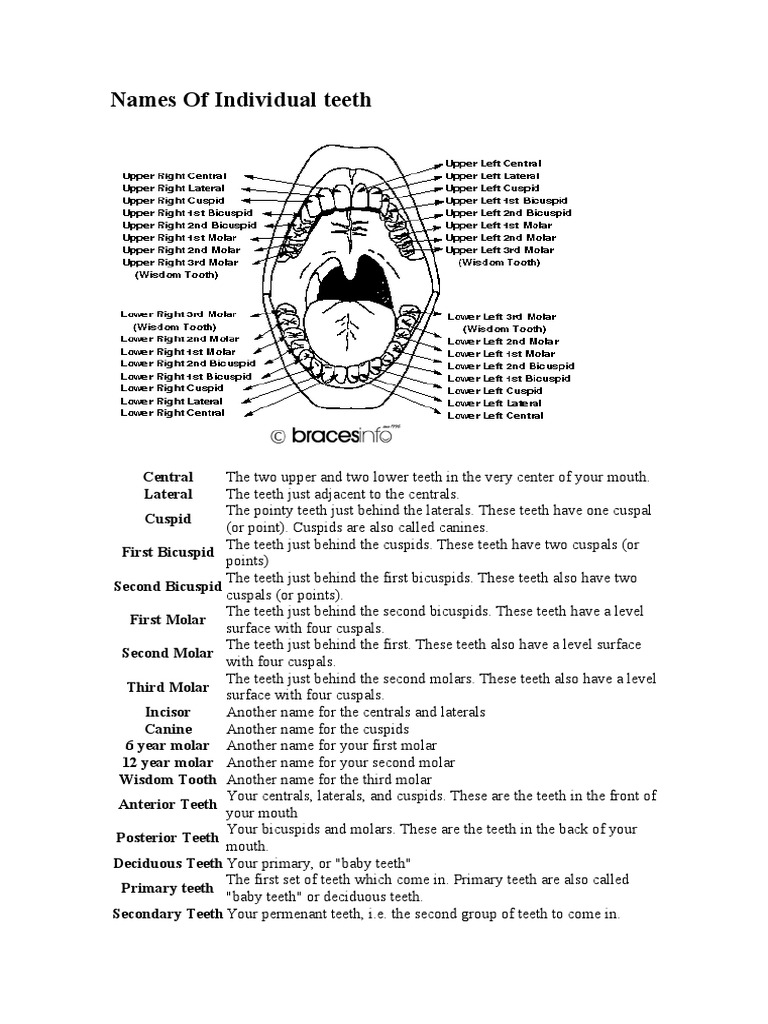 Names and Types of Teeth Explained | PDF | Dental Anatomy | Dentistry