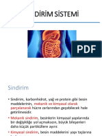 Sindirim Sistemi