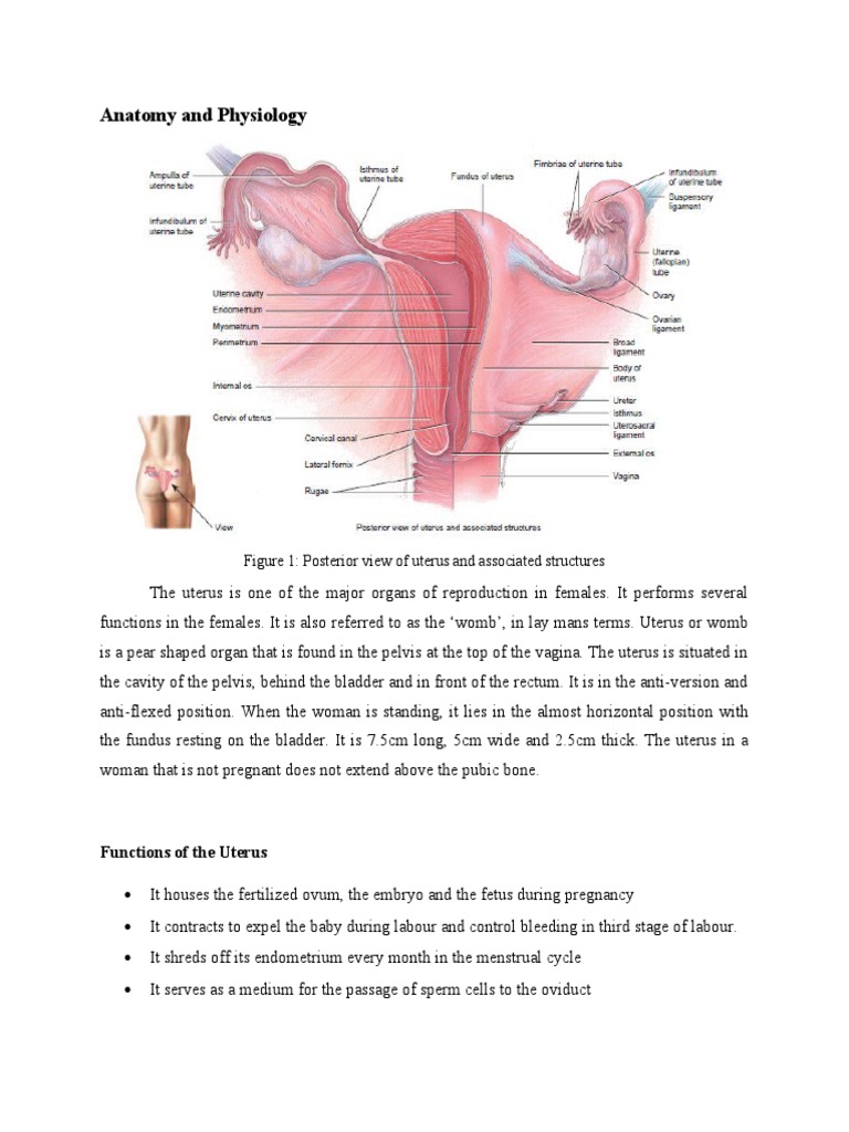 UTERUS ANATOMY FUNCTION AND CONDITIONS visual data 4