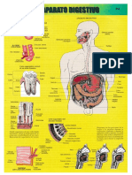 Estructura y función del aparato digestivo humano