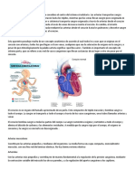 El Corazón Es Una Bomba Muscular