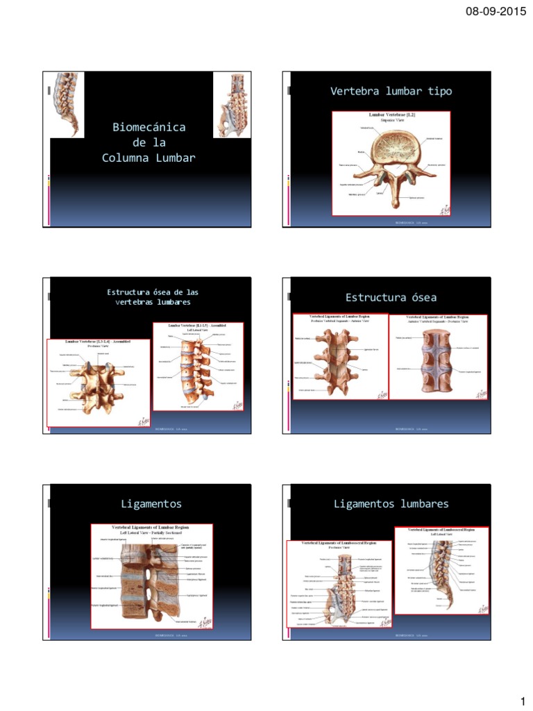 Biomecánica de Columna Lumbar | PDF | La columna vertebral | Sistema ...