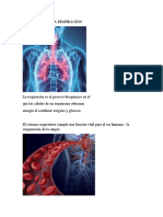 El Proceso de La Respiración 3 D