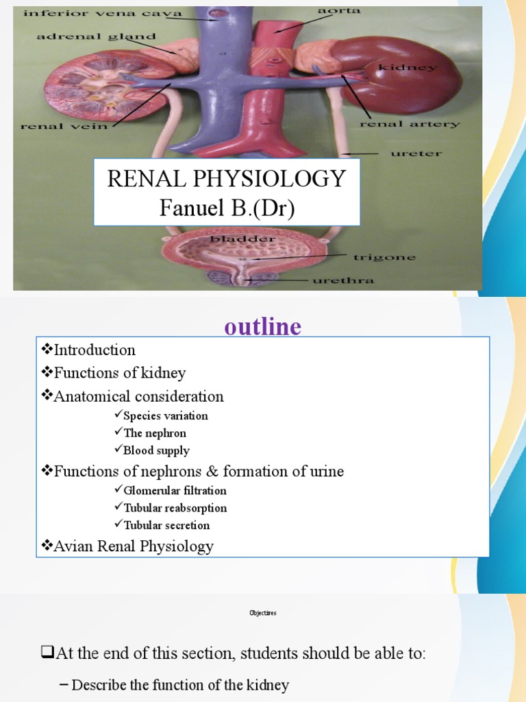 Overview of Renal Physiology | PDF | Kidney | Physiology