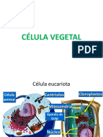 Sem-7-CélVeget-CicloCelular pdf