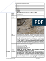 Microlophus Atacamensis 15RCE FINAL