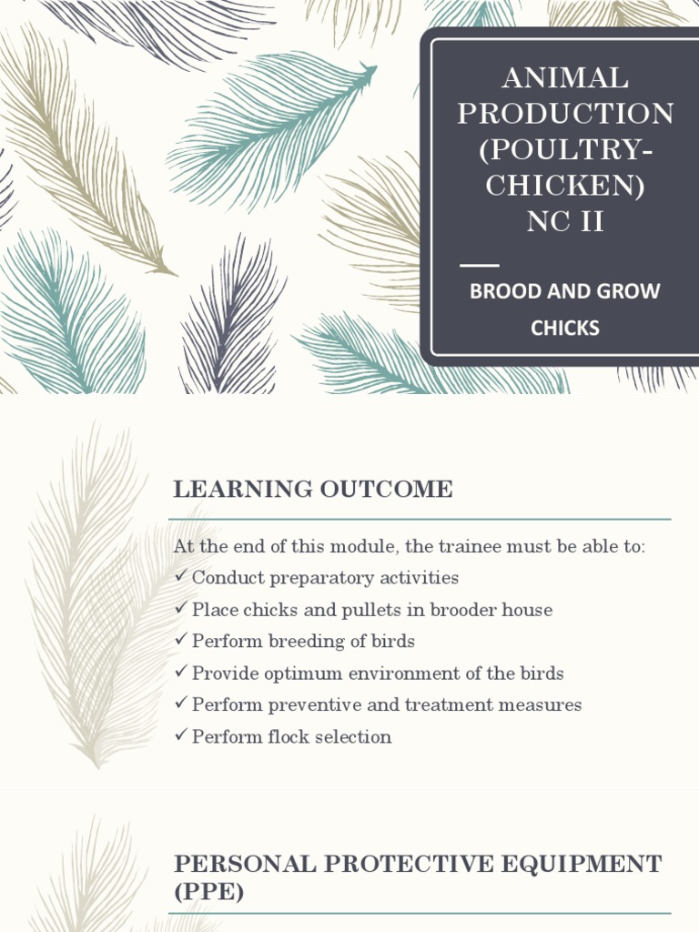 Chick Brooding and Growing Guide | PDF | Personal Protective Equipment ...