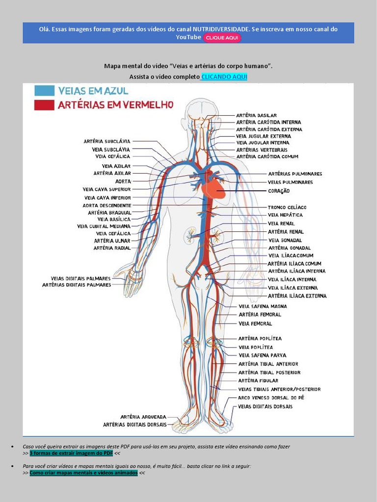 Mapa Mental: Veias do Corpo Humano | PDF