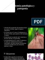 Anatomía Patológica y Patogenia Del Paludismo