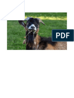 Empty Document For Use Goat