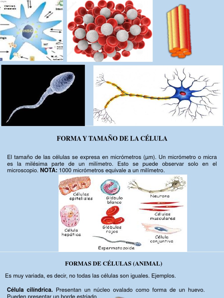 Sesion #6 Forma y Tamaño de La Celula | PDF