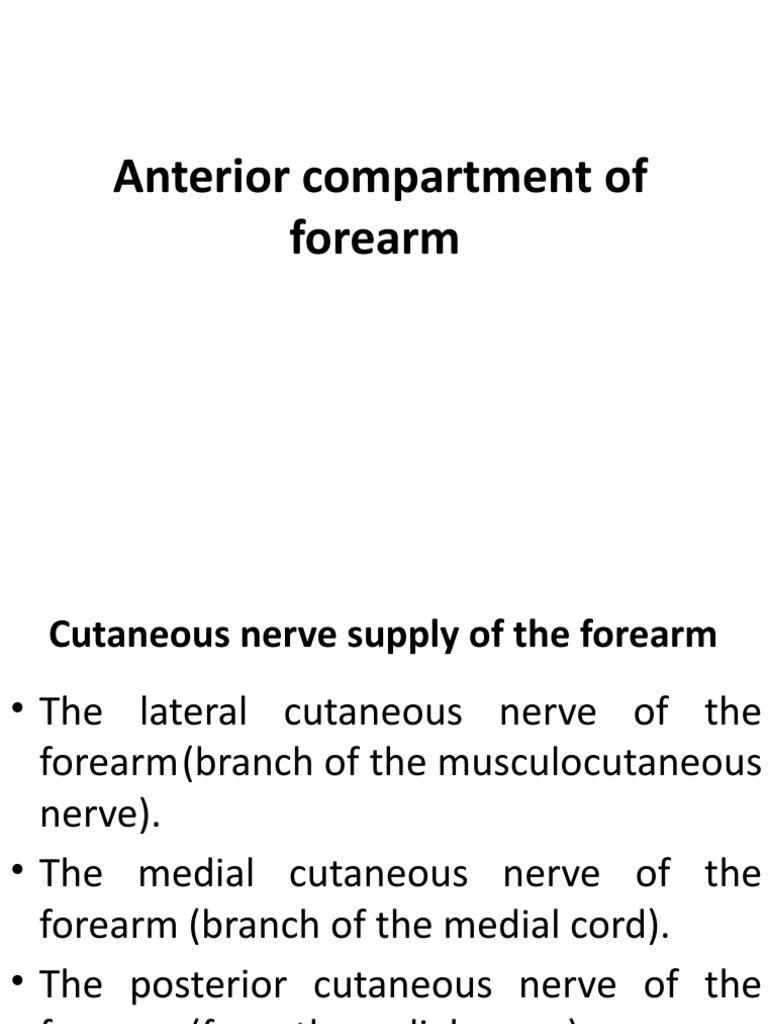 Anterior Compartment of Forearm | PDF | Hand | Musculoskeletal System