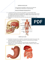 Sistema Muscular