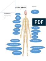 Actividad Sistema Nervioso