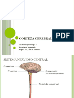 Sem 3 Corteza Motora y Estados de Actividad Cerebral