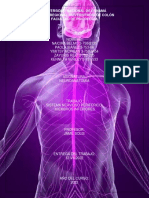 Sistema Nervioso Periferico Miembros Inferiores