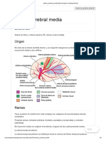 Arteria Cerebral Media (Neurocirugía Contemporánea)