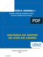 Anatomia Del Sentido Del Oído