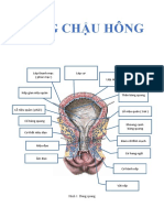 chậu hông