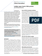 Secretion and Extracellular Space Travel of WNT Proteins