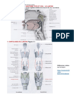 Anatomie Tête Et Cou 4