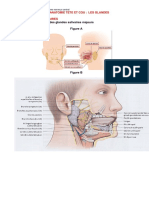 Anatomie, Tête Et Cou 3