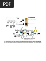 Experiencia fotossintese