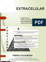 Matriz Extracelular Histo