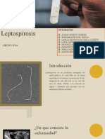 Leptospirosis