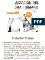 1) Organización Del Genoma Humano GM