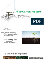 All About Roots and Stem