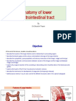 Anatomy of Lower Gastrointestinal Tract