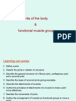 Joints of The Body & Functional Muscle Groups