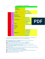 Clasificacion Del Reino Animal