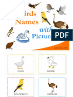 bird names with pictures