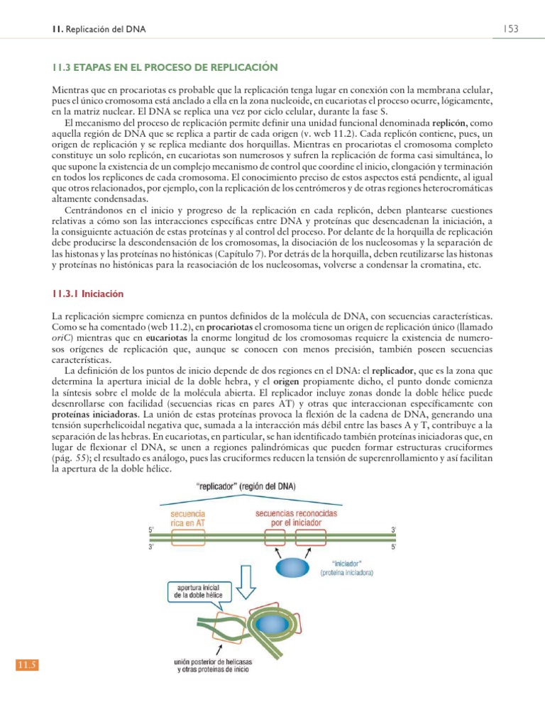Etapas del Proceso de Replicación DNA | PDF | Replicación De Adn | Adn