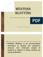 Western Blotting