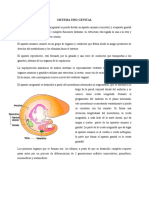 Sistema Uro Genital