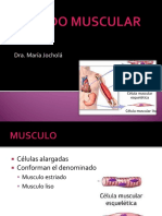 Tejido Muscular-1