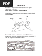 La formica
