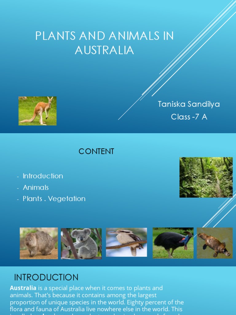 Plan and Animals in Australia | PDF | Marsupials | Fauna Of Australia