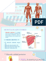 Musculos Superiores