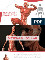 Sistema Muscular y Esqueletico